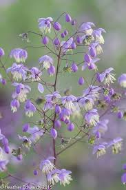 Thalictrum Delavayi Hterhus Delavayi Rhus Delavayiは Blumen Fur Garten Lavendel Pflanzen Pflanzen