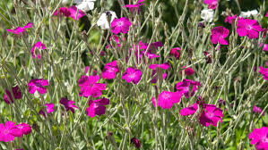 Maybe you would like to learn more about one of these? 18 Plants With Gorgeous Pink Flowers