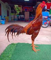 Ayam aduan ori magon atau ayam mangon adalah salah satu ayam adu yang lahir dari hasil perkawinan silang antara ayam. 8 Jenis Ayam Aduan Terbaik Dan Terkuat Paling Dicari Caracari