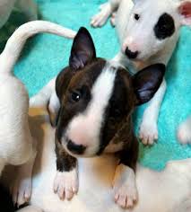 Black And White English Bull Terrier Puppy Mini Bull Terrier Bull Terrier Mini Bull Terriers English Bull Terriers