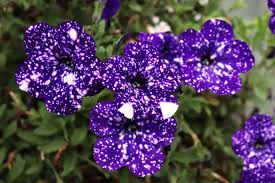 Huhu can you use english? Growing Petunias Umn Extension