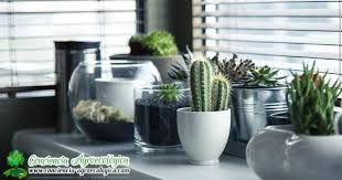 Una buena preparación de tierra de es uno de los cactus más populares, también originario de méxico. Es Bueno Dormir Con Cactus En La Habitacion Plantas