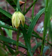 Image result for Littonia lindenii