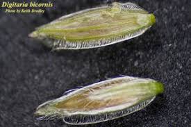 Image result for Digitaria debilis