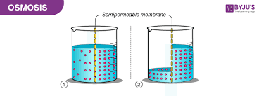 What Is Osmosis Definition Types Osmotic Pressure