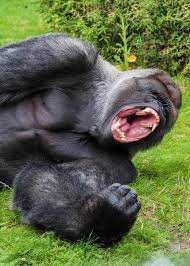 We did not find results for: How Strong Is A Gorilla Silverback Strength Vs Humans Grizzly Lion Croc Storyteller Travel