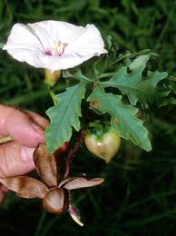 Image result for Merremia