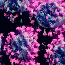 Und auch europa droht laut who eine ausbreitung der mutation. Falle Auch In Deutschland Coronavirus Mutation Was Uber Die Lambda Variante Bekannt Ist Shz De
