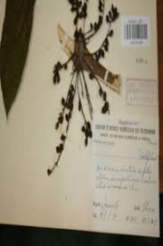 Image result for Maesobotrya