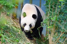 Kai kai and jia jia are new parents to a panda cub image: Jia Jia The Female Panda Walking In Its Enclosure In Singapore Stock Photo Picture And Royalty Free Image Image 25113514