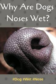 It means that your dog is hydrated. Why Are Dogs Noses Wet Dog Nose Dog Sneezing Nose