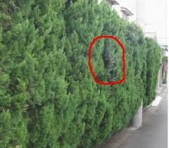 あれっ 一部の枝だけ葉が違う 植物の 先祖返り について181015sa 東京都世田谷区 エクステリア 外構 ガーデン 世田谷エクステリアルーム 三栄造園株式会社