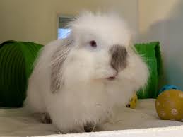 Thanks for the add, this is my wee fella and first bunny Skittles. He's a  mini lion head x Lops and took the size of his dad who was the lion head.