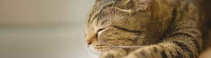 Check spelling or type a new query. Choosing A Cat To Suit Your Lifestyle Petco