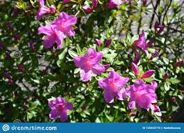 Beautiful Pink Rhododendron Flowers Blooming In Early Spring At Lake Como Stock Image Image Of Azalea Garden 135433715 Bloom Beautiful Pink Flowers