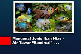Tekstur ikan mas yang lembut membuat ikan air tawar yang satu ini cocok diolah menjadi pepes ikan mas atau gulai kepala ikan. Jenis Jenis Ikan Hias Ramirezi Terlengkap