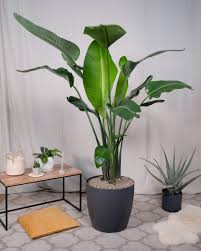 Image result for Strelitzia