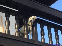 Doch wenn man den weg geht, einen hund adoptiert und ihm mit liebe und geduld zeigt, wie schön das leben in einem zuhause ist, dann hat man am ende den treuesten begleiter der welt. Startseite