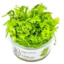 Image result for Hygrophila