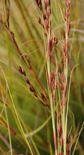 Image result for Tetraria