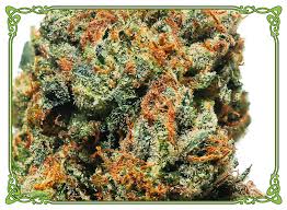 Bermuda Triangle Strain For Insomnia Migraines From Hippie Chicks