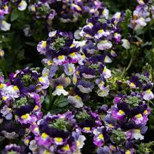 Image result for Nemesia lilacina