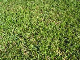 Centipede grass needs careful watering. How To Plant Centipede Grass And Caring For Centipede Grass