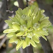 Image result for Cynanchum viminale