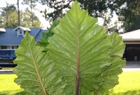 Check spelling or type a new query. Shop Elephant Ear Roots Alocasia Odora Shipping Included Strongly Deer Resistant And Repellent And Other Seeds At Harvesting History