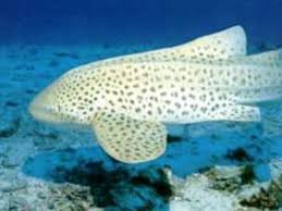 Leopard sharks are one of the prettiest shark species you might meet. Diving With Leopard Sharks Creature Features