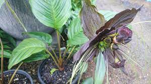 Black Bat Flower Poisonous To Cats Best Flower Wallpaper