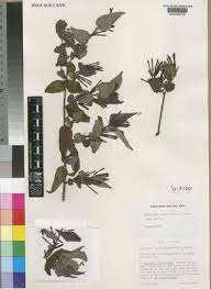 Image result for Englerina muerensis