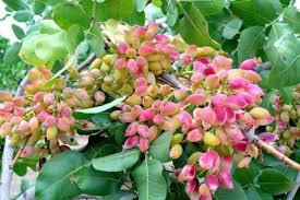 Keep the tree well watered, especially during dry weather. Did You Know About The Nutty Green Pistachio Blog Nurserylive Com Gardening In India
