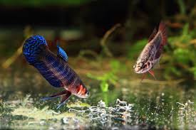 Friday Photospread Betta Hendra Betta Tropical Freshwater Fish Betta Fish