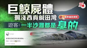 有片）巨鯨屍體擱淺西貢鹹田灣遊客：一半沙灘都是臭的- 港聞- 點新聞