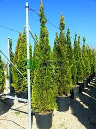 Image result for Vismia orientalis