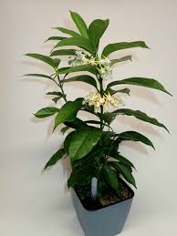 Image result for hoya multiflora