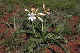 Image result for Crinum lugardiae