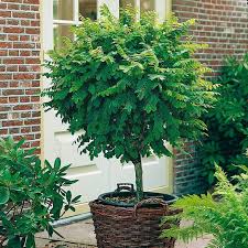 Kugel Robinie Im Ca 22 Cm Topf Online Kaufen Bei Gartner Potschke Robinie Vorgarten Pflanzen