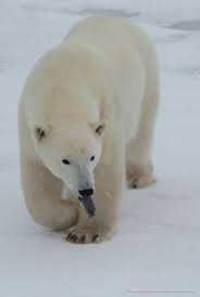 Science Sunday Beneath That Shaggy White Coat A Polar Bear S Skin Is A Dark Blue Black Color This Special Blue Black Skin Polar Bear Bear Polar Bear Facts