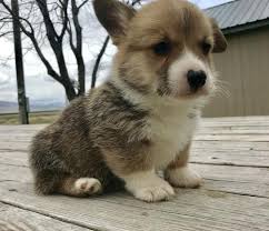 Meet the brookehaven corgis — of the past, the present, and our hopefuls for the future… Corgi Puppies For Adoption The Y Guide