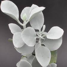 Kalanchoe Bracteata Steve S Leaves In 2020 Plant Goals Foliage Plants House Plants