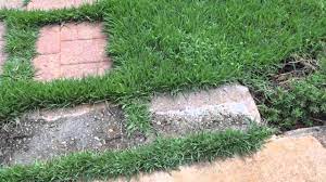 This building is near the end of the street on the left. Jamur Zoysia Youtube