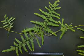 Image result for Anemiaceae