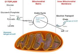 1 Atp Production In Relation To Glycolysis Krebs Cycle And