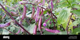 Image result for Dolichos sericeus