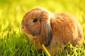 Holland Lop Rabbit - Pet Profile