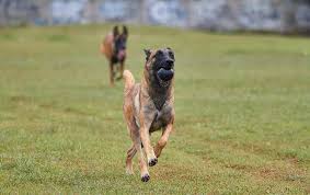 Check spelling or type a new query. Belgian Malinois Outdoor Ball Running Chase Field Green Grass White Chest Black Face Pxfuel