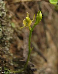 Image result for Microcharis