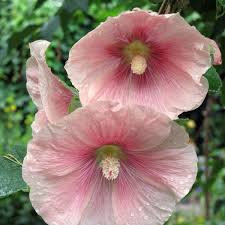 Image result for Alcea rosea